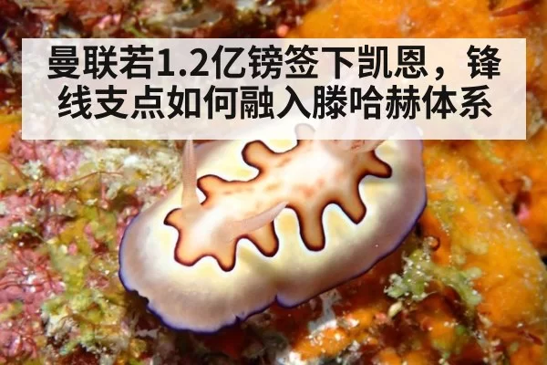 曼联若1.2亿镑签下凯恩，锋线支点如何融入滕哈赫体系